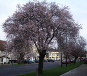 Formative and Cultural Pruning